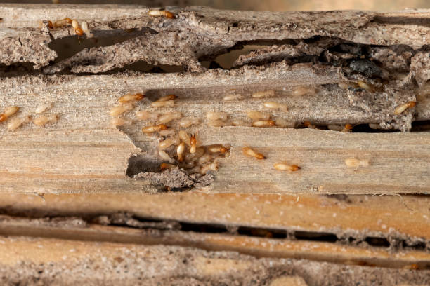 Best Spider Control Near Me  in Bertville, AL